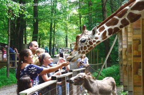 Claws and paws pa - Open now until 6:00 pm. Sun - Sat: 10:00 am - 6:00 pm. Claws 'N' Paws Wild Animal Park is an Aquarium in Lake Ariel. Plan your road trip to Claws 'N' Paws Wild Animal Park in PA with Roadtrippers.